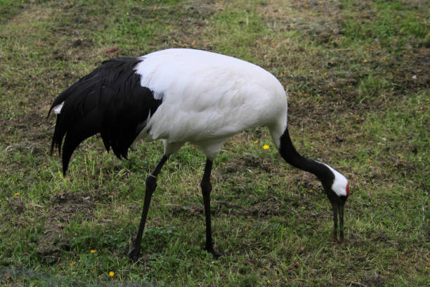 Bhutan Bird