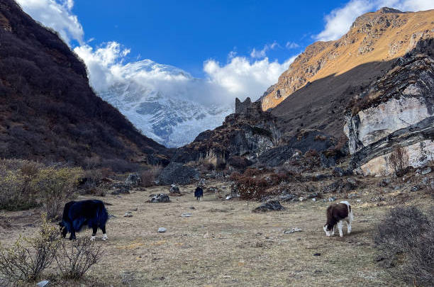 Remote bhutan tours