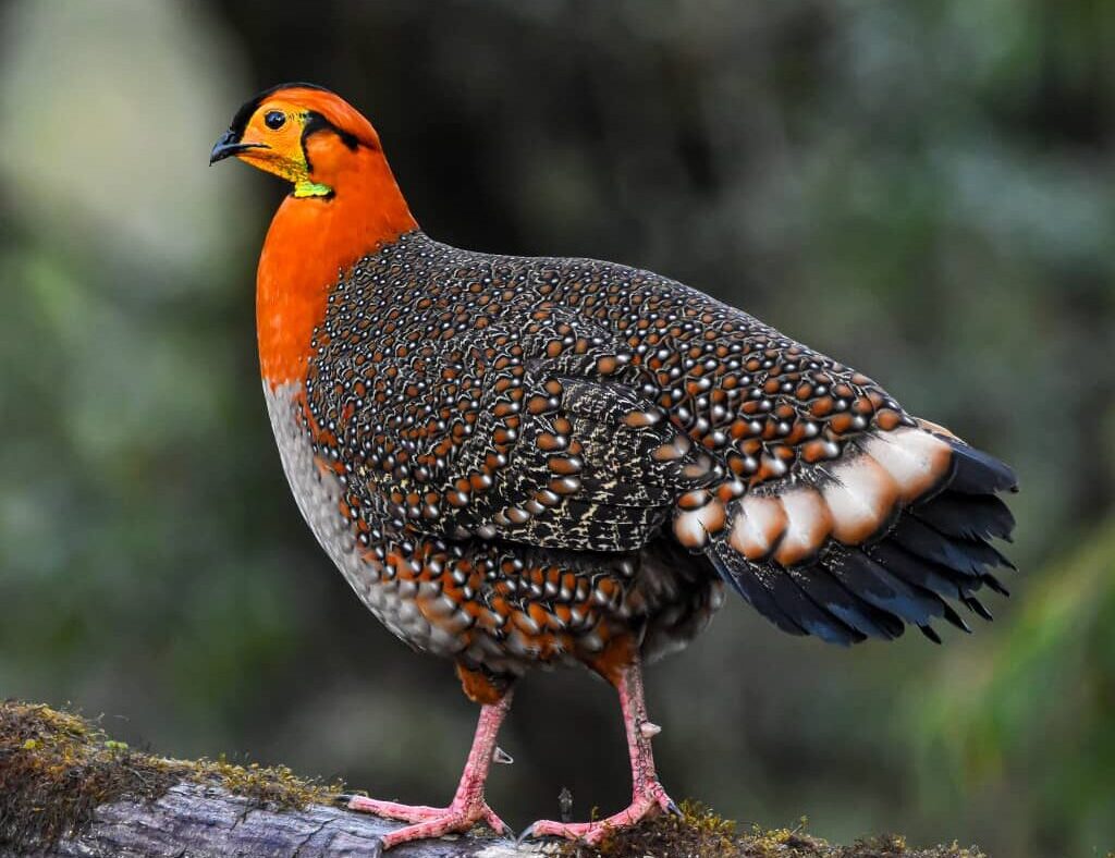 bhutan